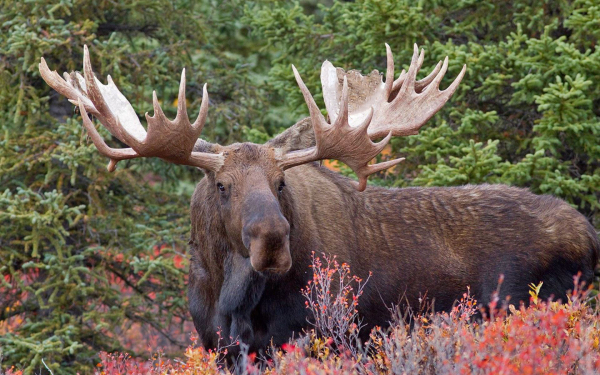 Лось в тайге