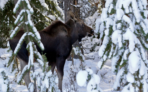Лось в зимнем лесу