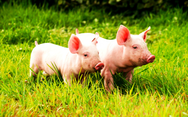 Поросята на поляне