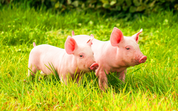 Два поросенка на поляне
