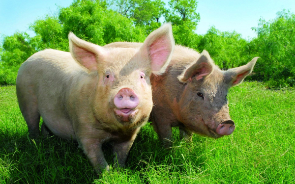 Две свиньи на зеленой поляне