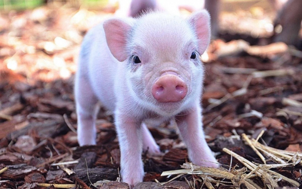 Поросенок мини пиг