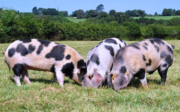 Свиньи породы Темпо