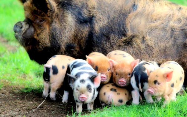 Свинья и семь поросят