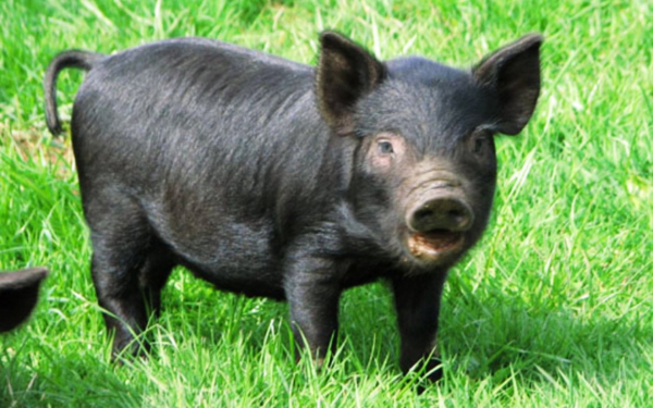 Черный поросенок
