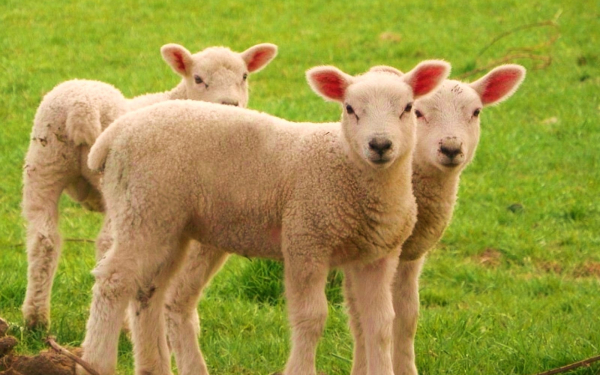 Ягнята