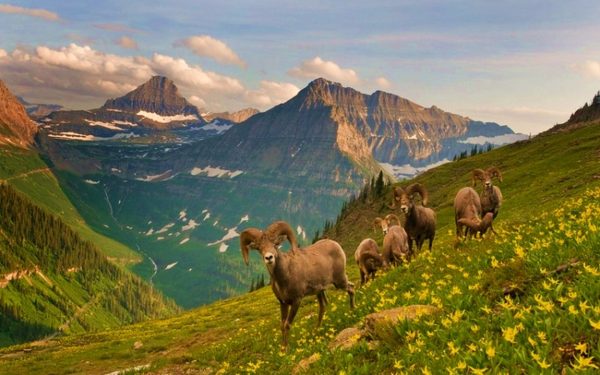 Горные бараны