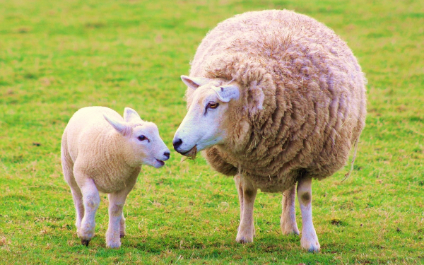 Овца с ягненком