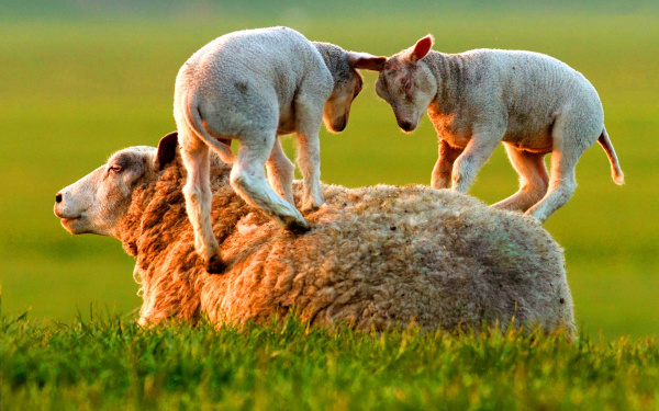 Овца с ягнятами