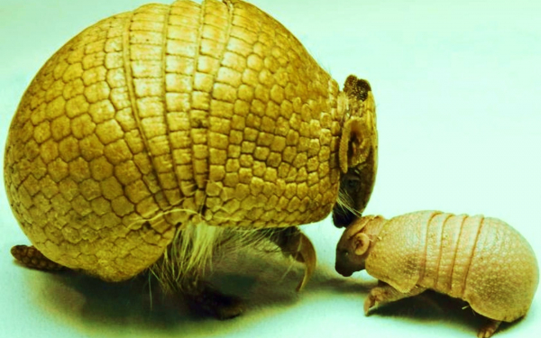 Бразильский броненосец