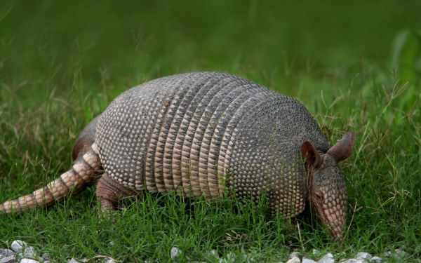 Броненосец