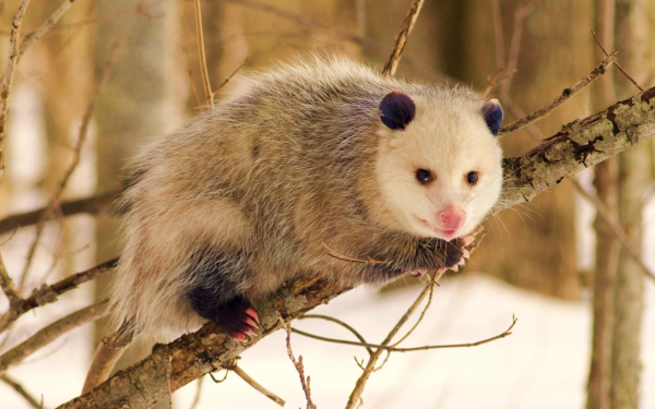 Опоссум на дереве