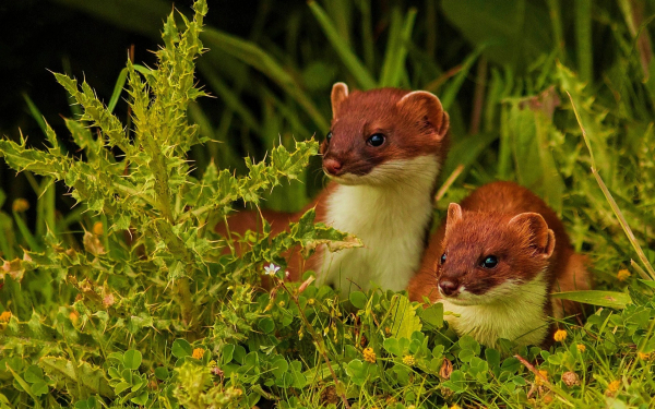 Два хорька