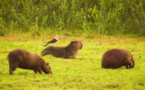 Земноводные грызуны капибары