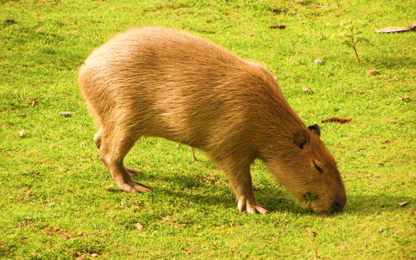 Земноводный грызун капибара