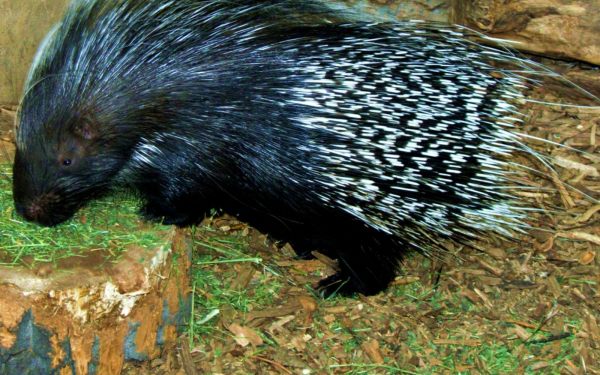 Колючий дикобраз
