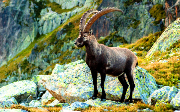 Горный козерог