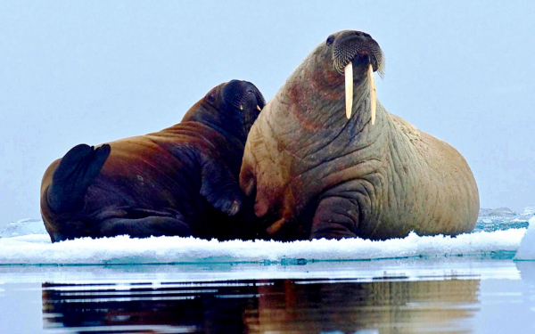 Моржи на льдине