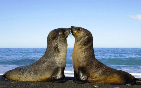 Морские котики