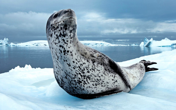 Морской леопард