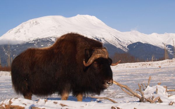 Овцебык в Гренландии