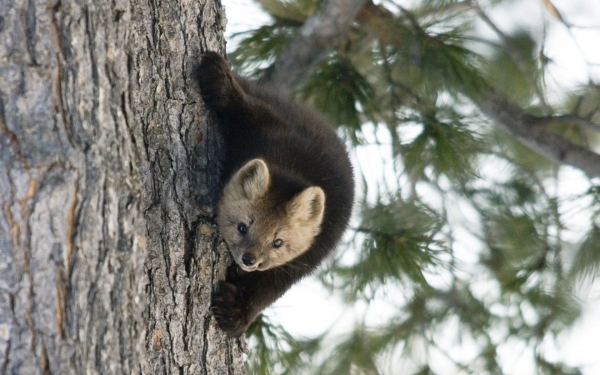 Соболь на дереве