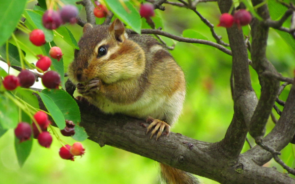 Бурундук на дереве