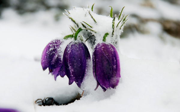 Весенние первоцветы