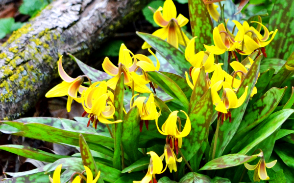 Кандык Туолумнийский