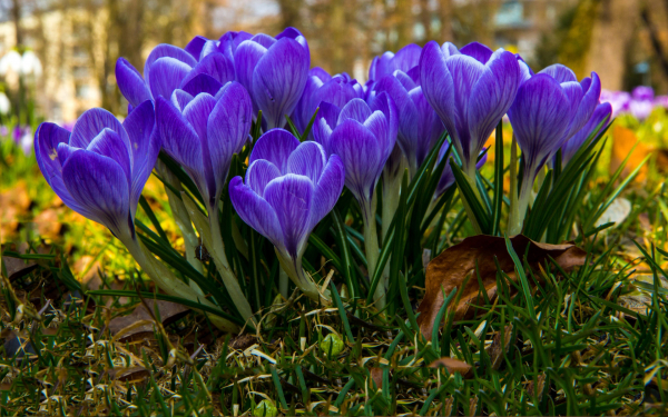 Крокусы весной