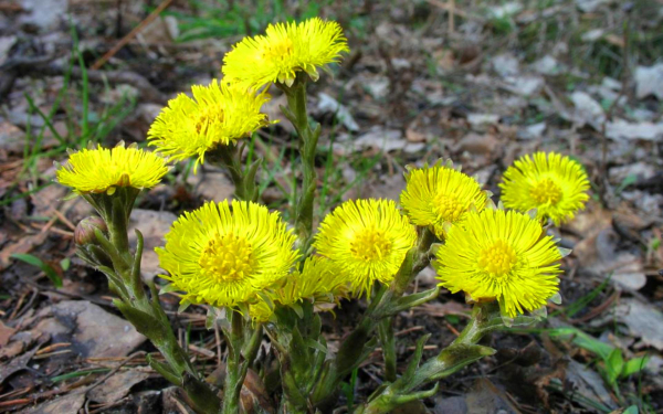 Мать-и-мачеха