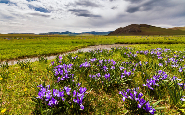 Цветы в весенней долине