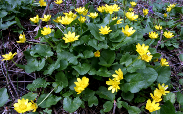 Чистяк весенний