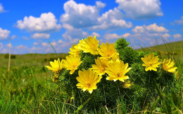 Адонис весенний на солнечной поляне