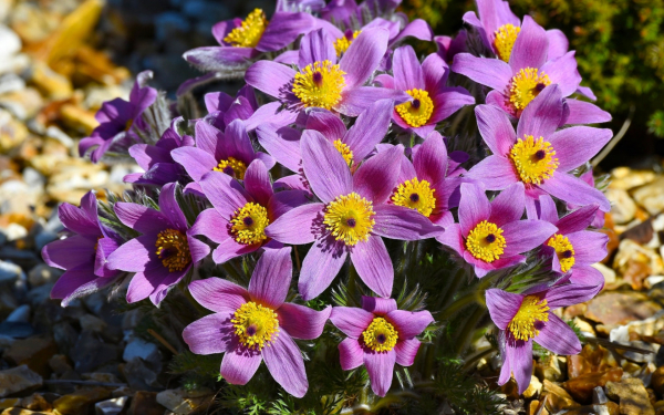 Весенние цветы