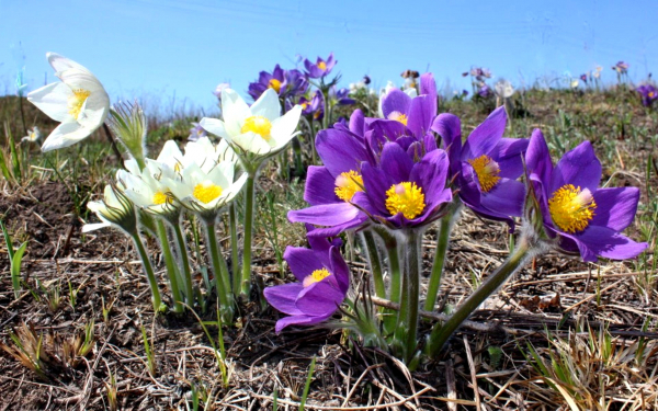Весенняя поляна с первыми цветами