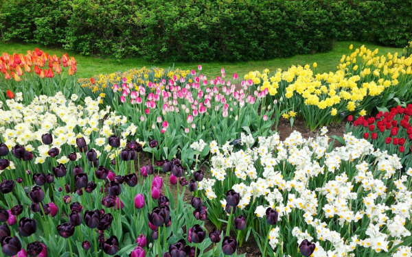 Клумба в парке с разноцветными тюльпанами и нарциссами