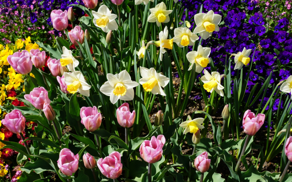 Клумба с весенними цветами