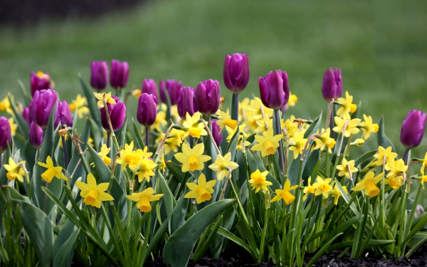 Клумба с тюльпанами и нарциссами