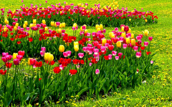 Клумбы тюльпанов на поляне одуванчиков