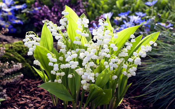 Ландыш майский