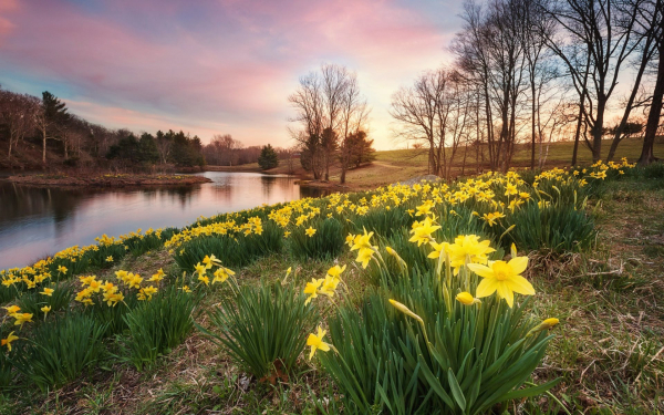 Весенние цветы на берегу реки