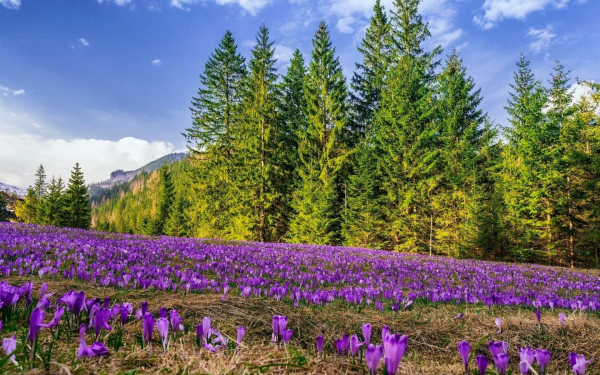 Весенние цветы на горной лужайке