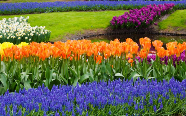 Весенние цветы на клумбах