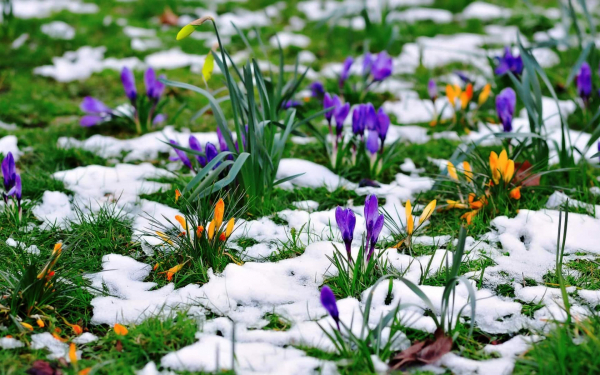 Весенние цветы на проталинах
