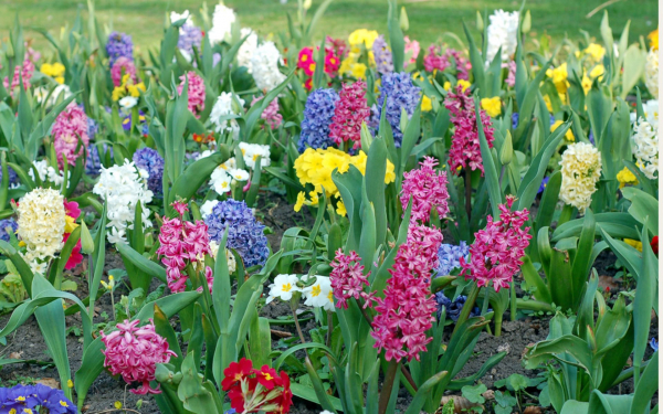 Весна цветы