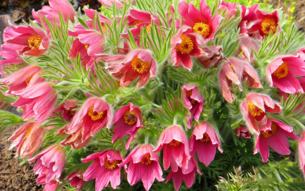 Цветы весны