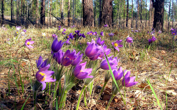 Весенние первоцветы на лесной поляне