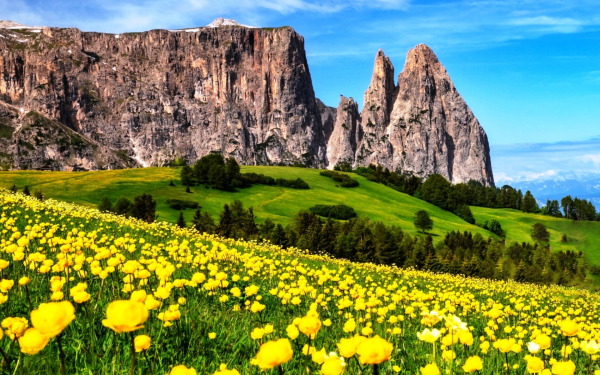 Весенние цветы на альпийском лугу