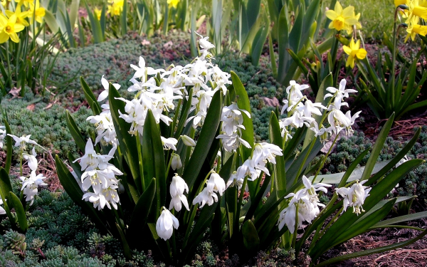 Весенние цветы на картинке